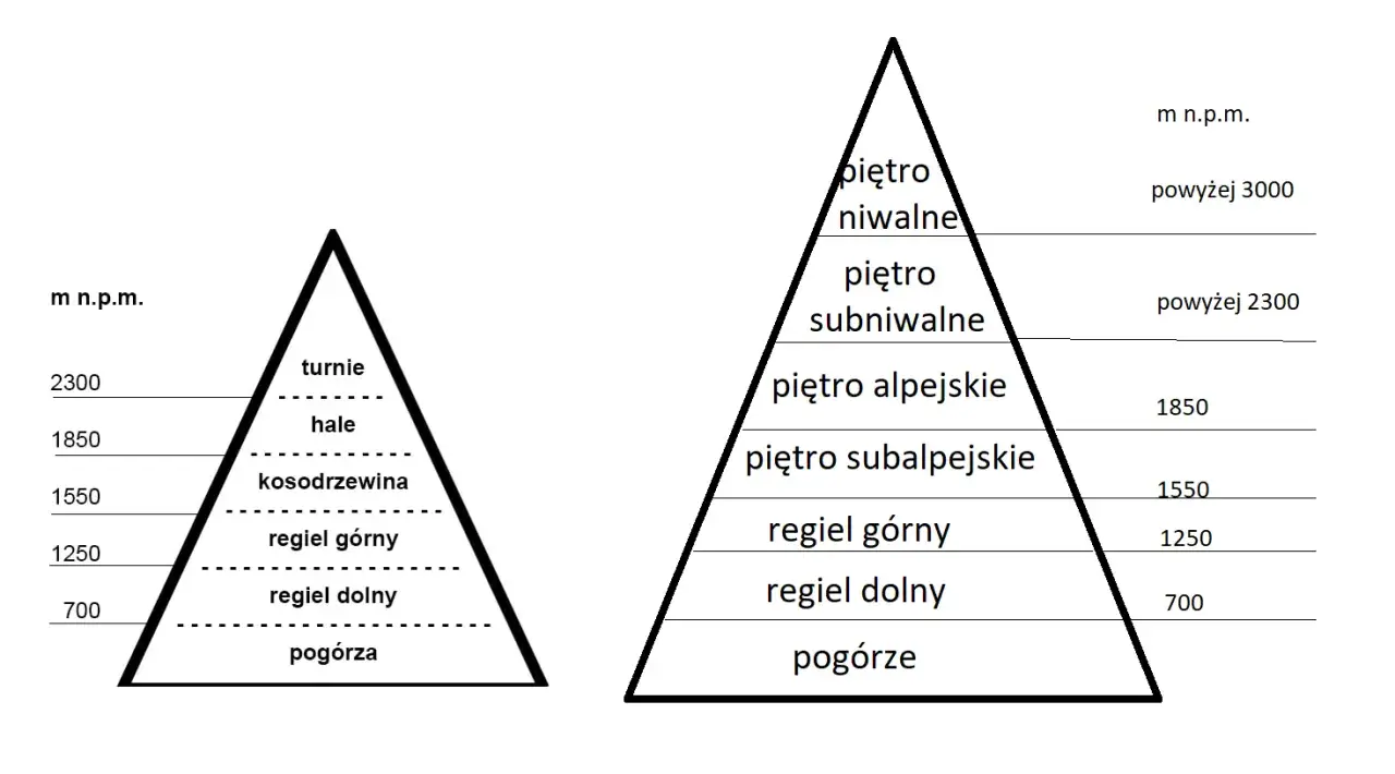 Schematyczne piramidy ukazujące piętra roślinności w Tatrach: od pogórza po piętro niwalne, z podziałem na regle, kosodrzewinę, hale i turnie.