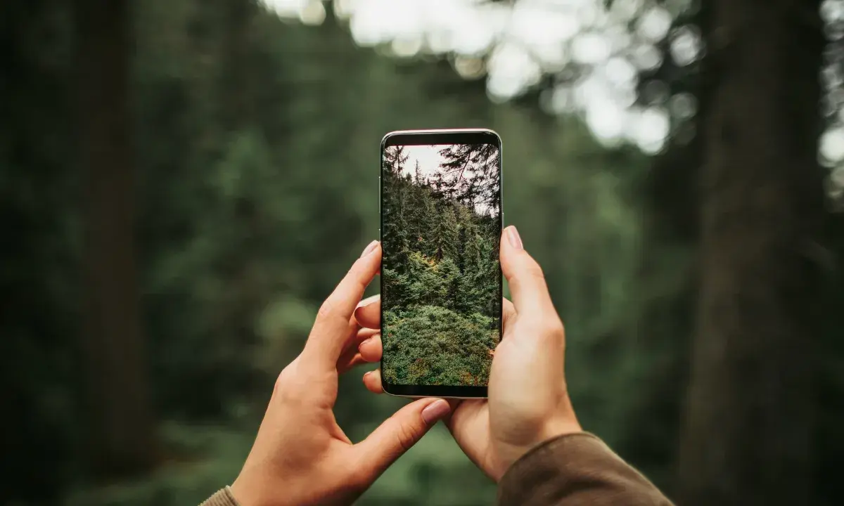 Dłonie trzymają telefon, na ekranie którego widać gęsty las. Dowiedz się, jak ustawić aparat w telefonie, by uchwycić piękno natury.