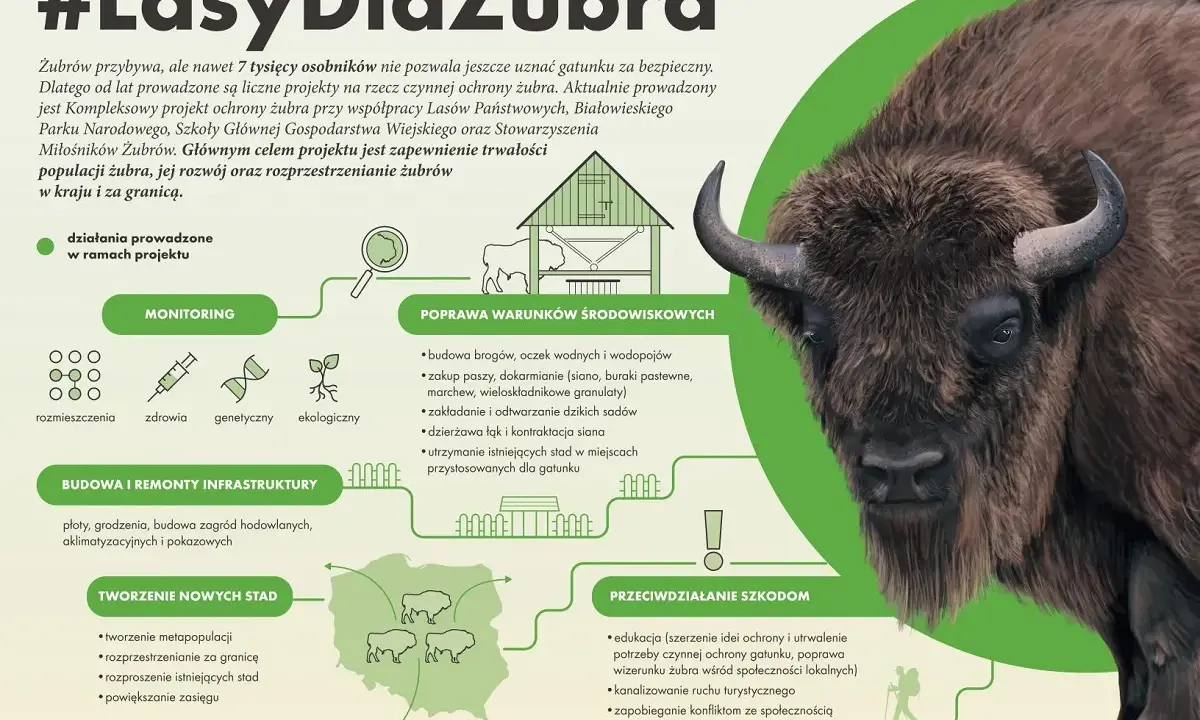 Gdzie żyją żubry? Projekt #LasyDlaŻubra obejmuje monitoring, poprawę warunków środowiskowych, budowę infrastruktury i tworzenie nowych stad, by zapewnić im bezpieczne siedliska.