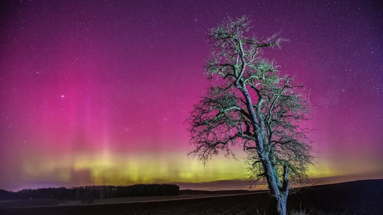 Samotne drzewo na tle nieba mieniącego się różowymi i zielonymi kolorami zorzy polarnej.