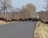 Stado żubrów maszeruje przez drogę na Podlasiu. Zwierzęta tworzą imponujący widok, przemierzając asfaltową nawierzchnię.