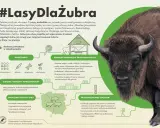 Gdzie żyją żubry? Projekt #LasyDlaŻubra obejmuje monitoring, poprawę warunków środowiskowych, budowę infrastruktury i tworzenie nowych stad, by zapewnić im bezpieczne siedliska.