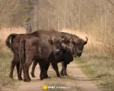 Trzy żubry na leśnej ścieżce. Wiosną szukają świeżej trawy, by zaspokoić głód. To pokazuje, co jedzą żubry.
