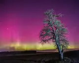 Samotne drzewo na tle nieba mieniącego się różowymi i zielonymi kolorami zorzy polarnej.