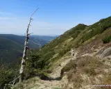 Szlak w czeskich Karkonoszach. Turysta z plecakiem idzie kamienistą ścieżką w dół zbocza, pośród kosodrzewin i traw.