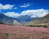 Kwiatowe pole przed majestatycznymi górami. Idealne miejsce na trekking w Nepalu.