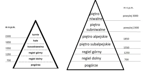 Schematyczne piramidy ukazujące piętra roślinności w Tatrach: od pogórza po piętro niwalne, z podziałem na regle, kosodrzewinę, hale i turnie.