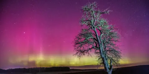Samotne drzewo na tle nieba mieniącego się różowymi i zielonymi kolorami zorzy polarnej.