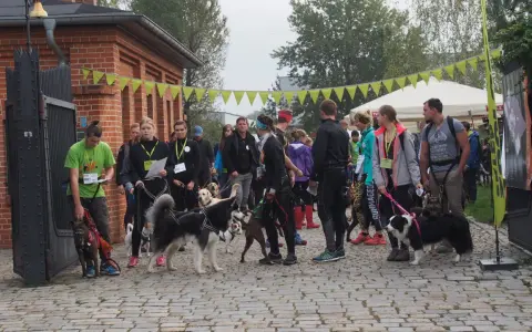 Grupa ludzi z psami przed startem biegu dog trekking.