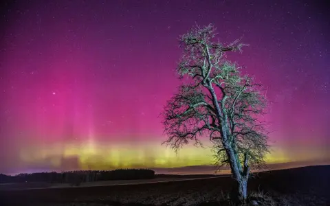 Samotne drzewo na tle nieba mieniącego się różowymi i zielonymi kolorami zorzy polarnej.