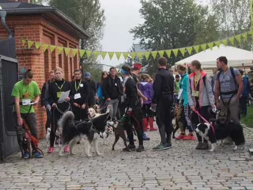 Grupa ludzi z psami przed startem biegu dog trekking.
