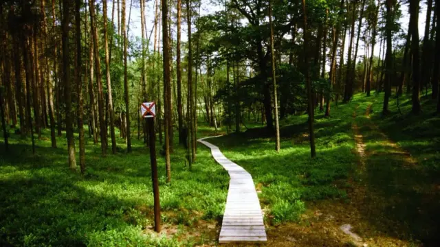Drewniana kładka w lesie, idealna na spacer po atrakcjach Borów Tucholskich.