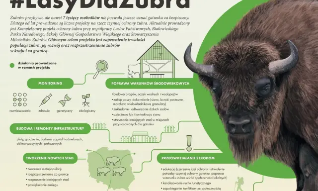 Gdzie żyją żubry? Projekt #LasyDlaŻubra obejmuje monitoring, poprawę warunków środowiskowych, budowę infrastruktury i tworzenie nowych stad, by zapewnić im bezpieczne siedliska.