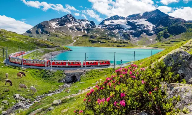 Czerwony pociąg wije się wzdłuż turkusowego jeziora, podziwiając alpejskie szczyty. Idealna podróż ze **Swiss Travel Pass**.