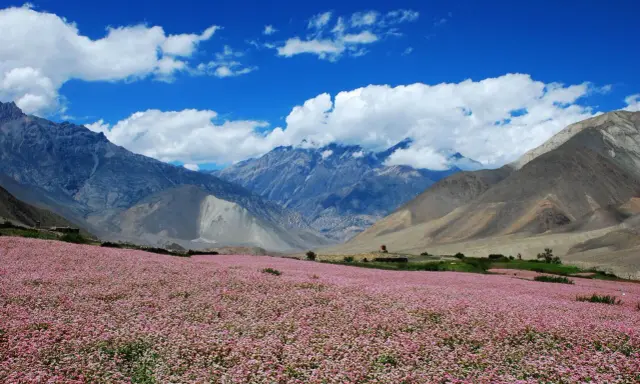 Kwiatowe pole przed majestatycznymi górami. Idealne miejsce na trekking w Nepalu.