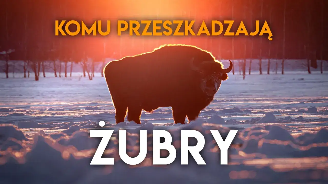 Majestatyczne żubry na Podlasiu w zimowej scenerii, oświetlone zachodzącym słońcem.
