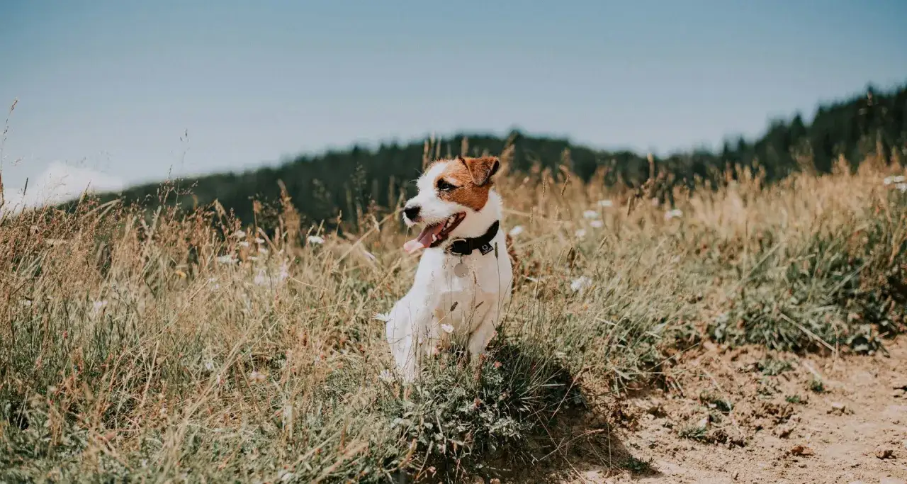 Szczęśliwy piesek Jack Russell Terrier siedzi na trawiastym wzgórzu, gotowy na wyprawę gdzie w góry z psem.